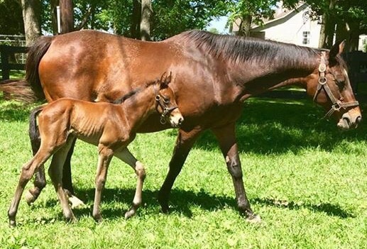 A eulogy for Broodmare of the Year Leslie’s Lady