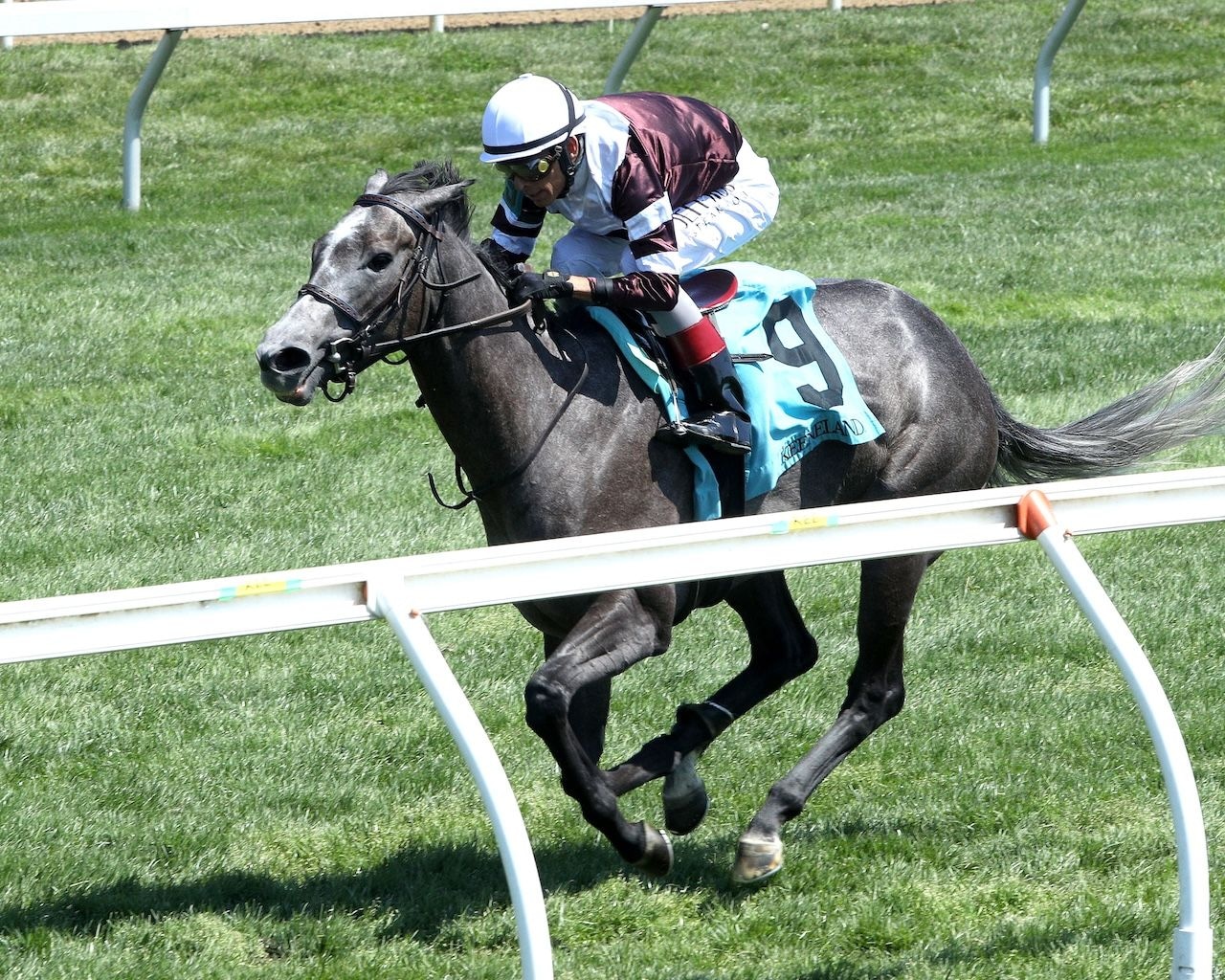 Luster faces 10 in Queen Elizabeth II Challenge Cup