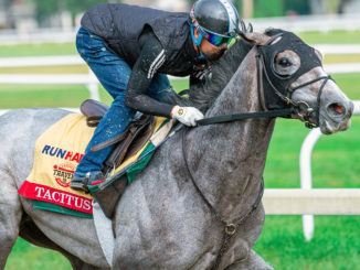 Tacitus preps for the Travers Stakes at Saratoga