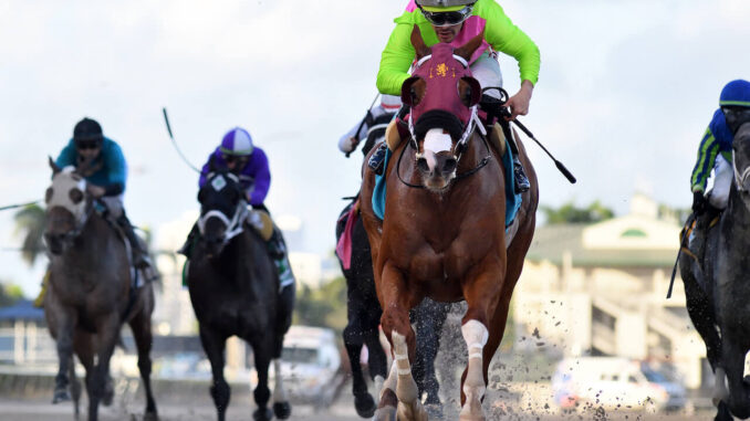 Sibelius wins the Mr Prospector S. (G3) at Gulfstream Park