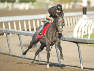 My Boy Prince trains for the King's Plate