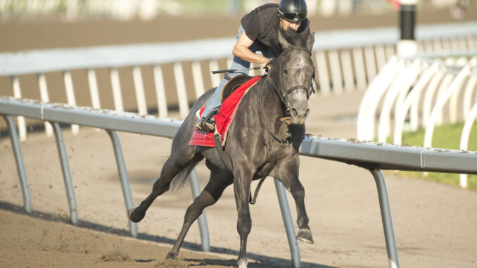 My Boy Prince trains for the King's Plate